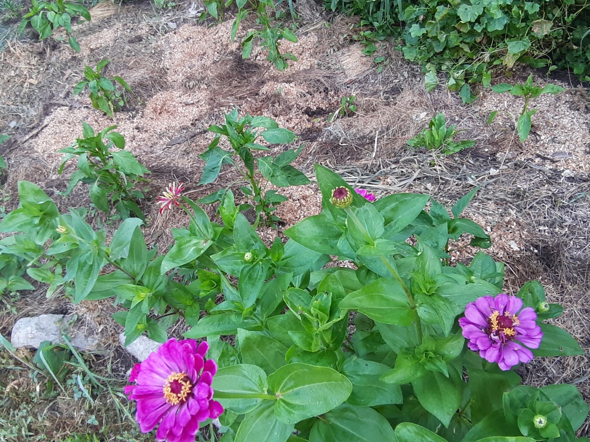 Júliusi körkép a&nbsp;kiskertben