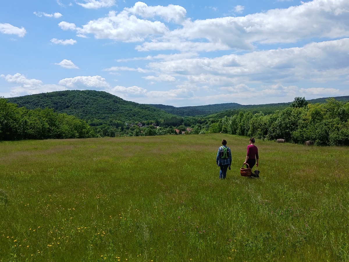Gyógynövények, amerre a szem&nbsp;ellát
